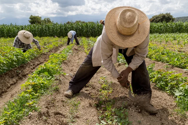 dia-agricultor