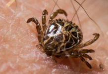 Vigilância Epidemiológica confirma terceira morte de lemense por febre maculosa infectado em Santa Cruz da Conceição, SP