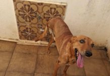 “Doe R$1,00”: ONG Bicho Carente lança campanha emergencial para salvar animais em Leme, SP