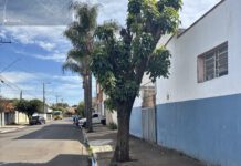 Polícia Militar Ambiental multa morador por poda irregular de árvore em Leme, SP
