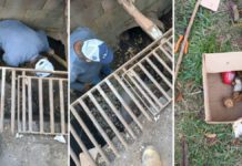 Secretaria de Serviços Municipais e Saecil resgatam pintinhos que caíram em bueiro no Santa Martha em Leme, SP