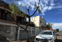 Polícia Militar Ambiental aplica multa por poda drástica de árvore em Leme, SP