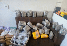 Denúncia de violência doméstica leva PM a apreender quase 250 kg de drogas