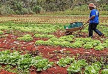 Feira da APRUL celebra o Dia do Agricultor com música, produtos rurais e programação especial em Leme, SP