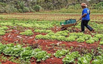 Feira da APRUL celebra o Dia do Agricultor com música, produtos rurais e programação especial em Leme, SP