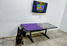 10º BAEP apreende quase 700 porções de cocaína durante operação em Americana, SP