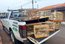 Polícia Militar Ambiental apreende aves mantidas de forma irregular e aplica multas de R$ 15 mil em Araras, SP