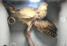 Seriema ferida é resgatada, passa por cirurgia e será preparada para voltar à natureza em Pirassununga, SP
