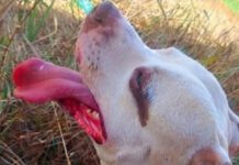 Cão picado por aranha venenosa precisa de ajuda para continuar tratamento em Leme, SP