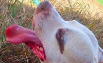 Cão picado por aranha venenosa precisa de ajuda para continuar tratamento em Leme, SP