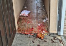 Mulher é flagrada agredindo cão com chutes e cabo de vassoura e acaba presa em Limeira, SP