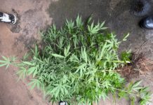 Polícia Militar apreende quase 1,5 kg de maconha e quatro pés da planta durante operação em Pirassununga, SP